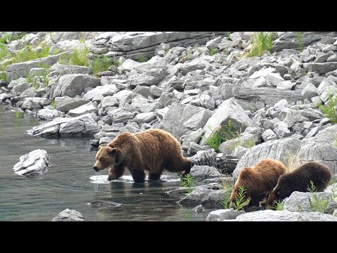 Happy Grizzly Mum takes a Dip to Cool Off