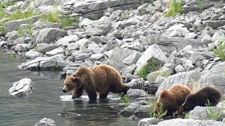 Happy Grizzly Mum takes a Dip to Cool Off