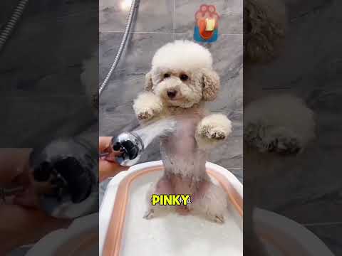 Las locuras del baño de Pinky 🐕