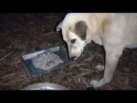 ได้เวลาให้ข้าว!!แม่ข้าวนวนและลูกแล้วลุงช่างป้าสวนผัก ป้าอร พี่สาวลุงพล ได้เวลาให้ข้าว!!แม่ข้าวนวนและลูกแล้วลุงช่างป้าสวนผัก