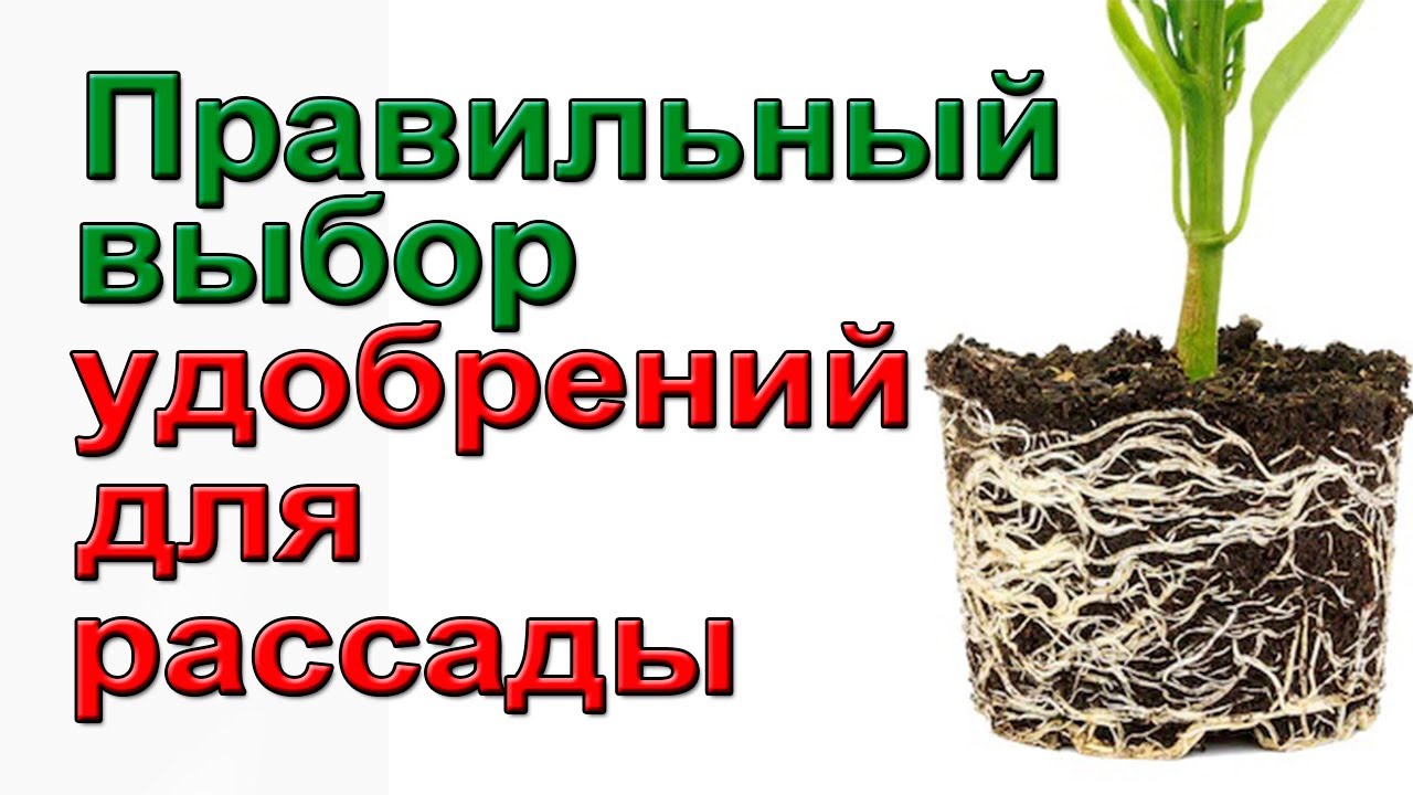 Что надо для правильной подкормки рассады томатов