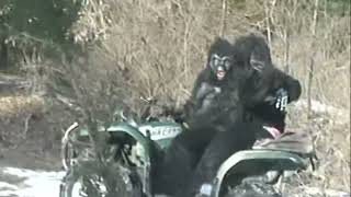 BUTCHY KID'S LOST BIGFOOT FOOTAGE