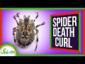 Spider Anatomy and Muscle Function