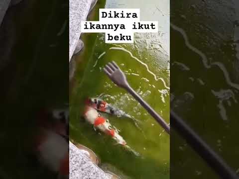 kondisi kolam musim dingin
