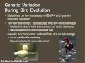 Developmental Biology and Evolution Concepts