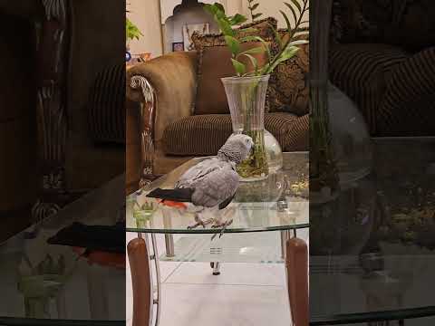 മോനേ....എന്റെ കൂടു കൊണ്ട് വാ എനിക്ക് ഉറങ്ങണം 😍✨ #birds #cute #parrot #cutebird #mallu #funny #love