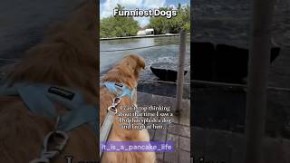 Did we just watch a DOLPHIN prank a DOG 🤣