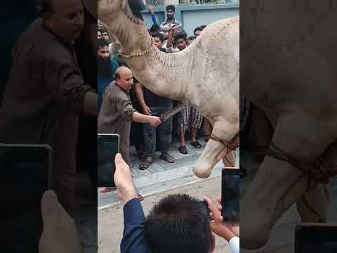 Big Camel Qurbani | Camel Slaughter | khatarnak Onth ki Qurbani🐫 #short #qurbanicollection #camel