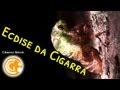 Ciclo de Vida das Cigarras