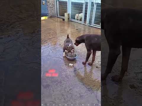 Doberman Vs American Bully Face-Off ๐