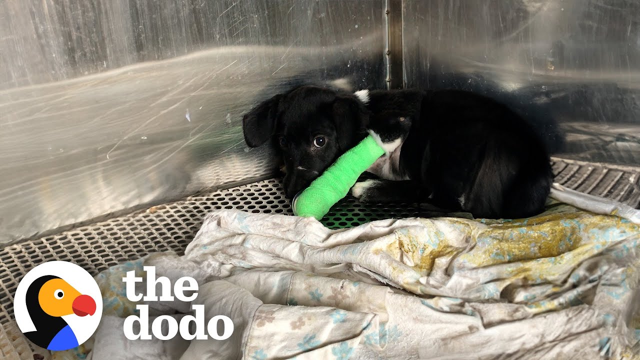 Puppy Who Went Through The Worst Gets The Best Life Ever - The Dodo