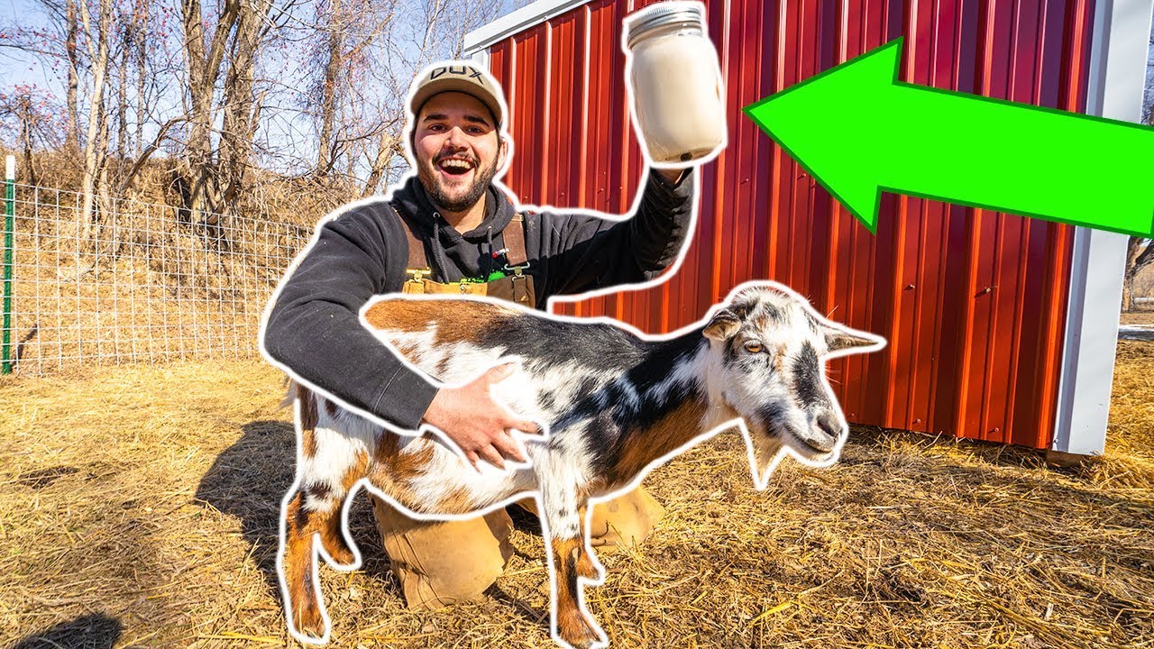 MILKING My BACKYARD GOATS for the FIRST TIME (Straight from the Utter)