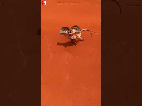 BE AWARE ⚠️  FROM THIS LIZARD  ? ⁉️#shorts#youtubeshorts#viral#funny#sports#games#new#fun