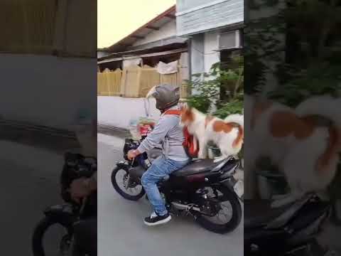 ang joyjoy niyo na mahilig maghabol tuwing papasok na si daddy sa work.🥰🥰🐕 #doglover #corgi