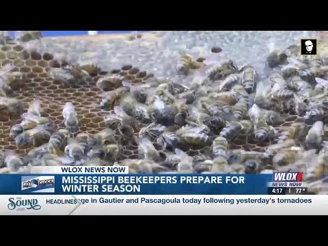 YouTube video thumbnail: Mississippi Beekeepers Brace for Winter in Wake of Record Die Off