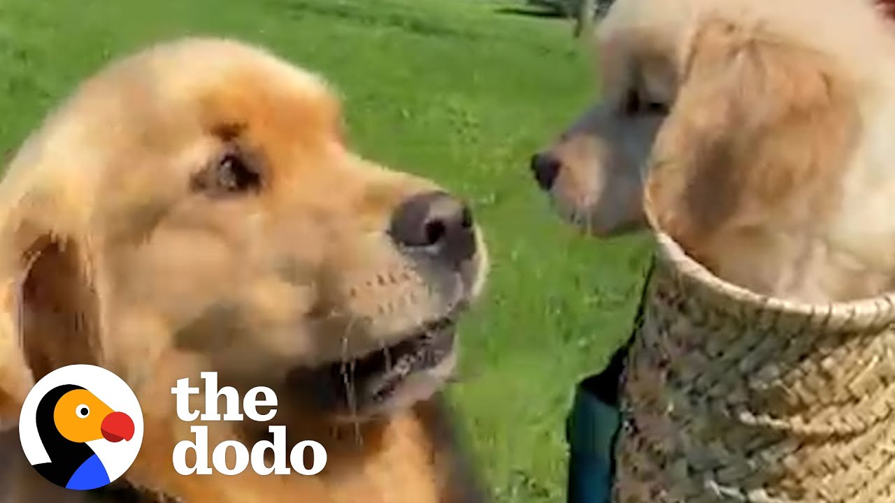 Golden Retriever Isn't Into The New Puppy Until