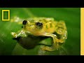 Glass Frog Behavior and Characteristics
