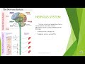 Nervous System Functions and Structures