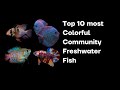 Tropical Fish Characteristics and Care
