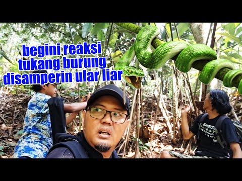 DISAMPERIN ULAR INI WAKTU NYARI SARANG BURUNG DI HUTAN, PERTANDA APA ?