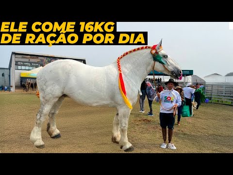 CAVALO GIGANTE DO BRASIL SURPREENDE O MUNDO TODO