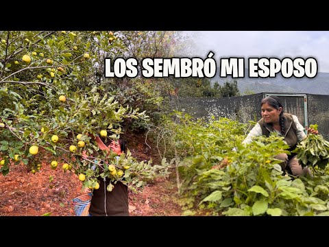 Regalando las primeras frutas, quelites y otras cositas que se dan en el ranchito
