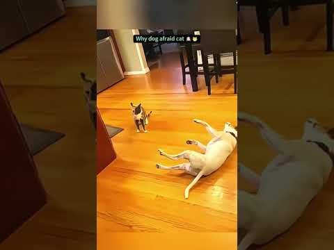 #funnydcat #funny #animals #dog #cat #funnyvideos #funnyvideo #cats #funnyanimals #funnycats #dogs