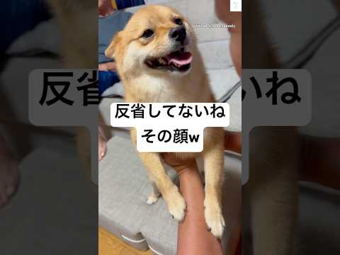 絶対反省してない😂お父さんに怒られる犬　　　#ミックス犬 #犬　#犬のいる暮らし #かわいい犬 #面白い