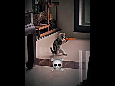 Boxing Cat💀 #catvideos #cat #funny