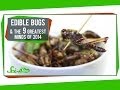 Insect Nutrition and Nanoscience Discoveries