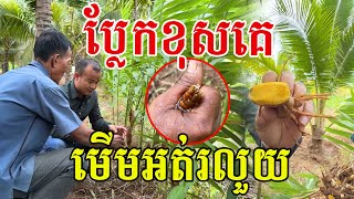 ទីផ្សារល្អណាស់ ដាំចោលសោះទុកកាន់តែយូរ រីកសាយគុម្ព បានផលរាប់តោន