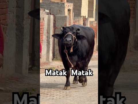 Matak Matak 🤣🤣 Raj Mawar New Song #rajmawar #haryanvi #haryanvisong #newharyanvisong #viralsong