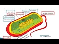 Cell Biology Concepts and Functions