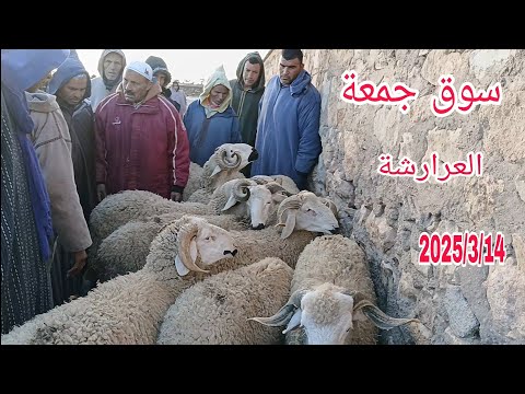 أجي تشوف معايا سوق جمعة العرارشة باقليم قلعة السراغنة بتاريخ 2025/3/14 مع أتمنة خروف وخروفة تحياتي