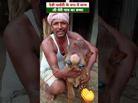 देवी पार्वती माता को जन्म di मेरी गाय🙏 #reelsviral #reelsvideo #reelsvideoシ #OMG