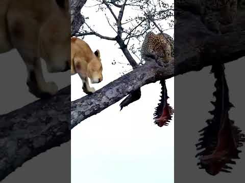 Lion hunting leopard in tree#animals #wildlife #wildanimal #foryou #fyp