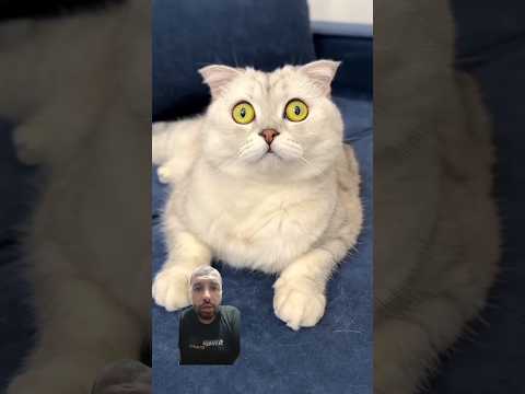 #cat #funny #comedy #funnycats #pets #funnycat #cutecat #cats #corgitoys #catfunny