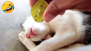 Самые смешные животные / Приколы с котами и собаками 2024 / LA #146