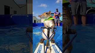 Twiggy the Water Skiing Squirrel 🎬 #Shorts #Animals