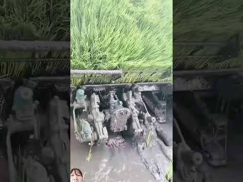 Máy Cấy Lúa Củ Trung Quốc Làm Việt Thay Thế Người Rất Hiệu quả