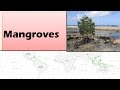 Mangrove Ecosystem Knowledge Assessment
