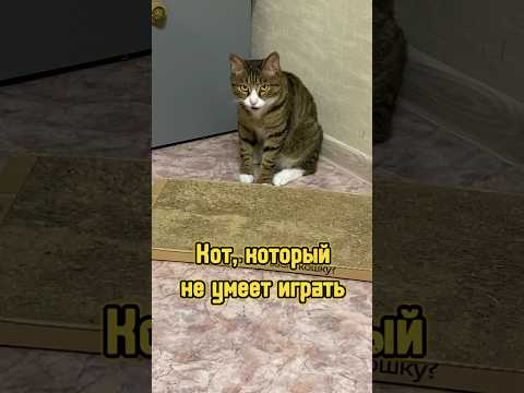 Кот, который не умеет играть 🐈 #питомцы #кот #котики #кошка #cat
