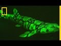 Biofluorescence in Marine Life
