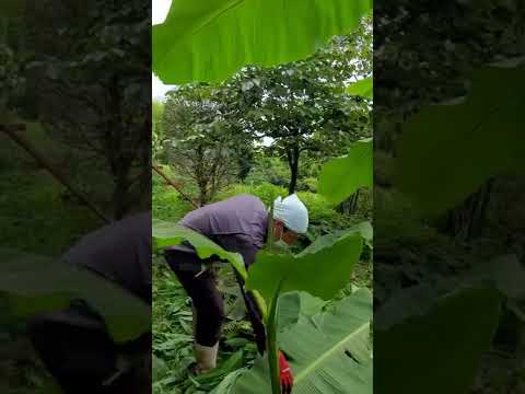 ต้นกล้วยที่บ้านญี่ปุ่น ปลูกไว้ใช้ใบตอง ต้นใหญ่มาก