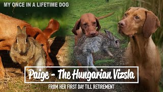 Paige The Hungarian Vizsla - From her first day to retirement!