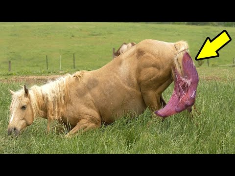 Así se ven estos Animales dando a Luz