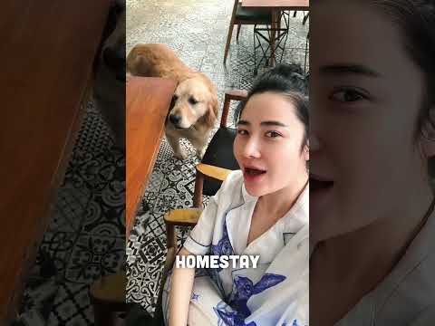 Hilly Home - Homestay Đà Lạt | GON PINK