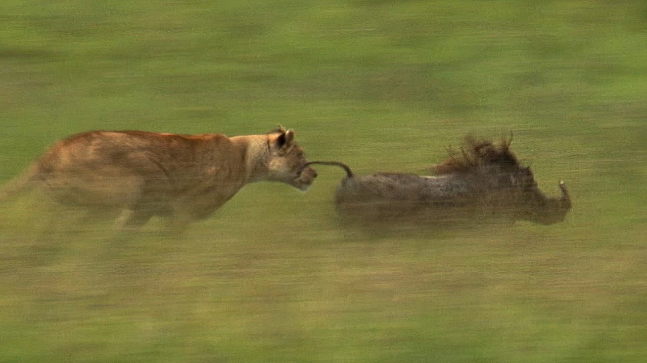 Mother Lioness Hunts Warthog BBC Earth