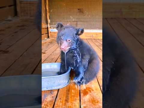 A Man Helps a Hungry Bear Cub 🐻❤️