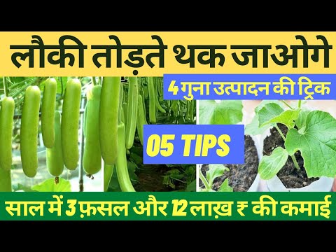 लौकी की बंपर पैदावार लेने के 5 टिप्स ॥Lauki ki kheti ॥ साल में 3 बार फ़सल और 12 लाख प्रति एकड़ कमाई
